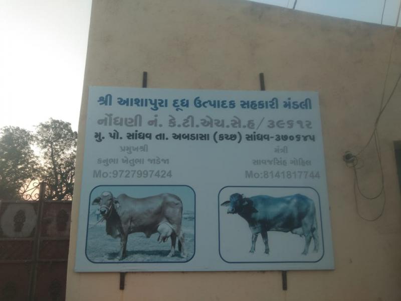 આશાપુરા ડેરી - સાંધવ